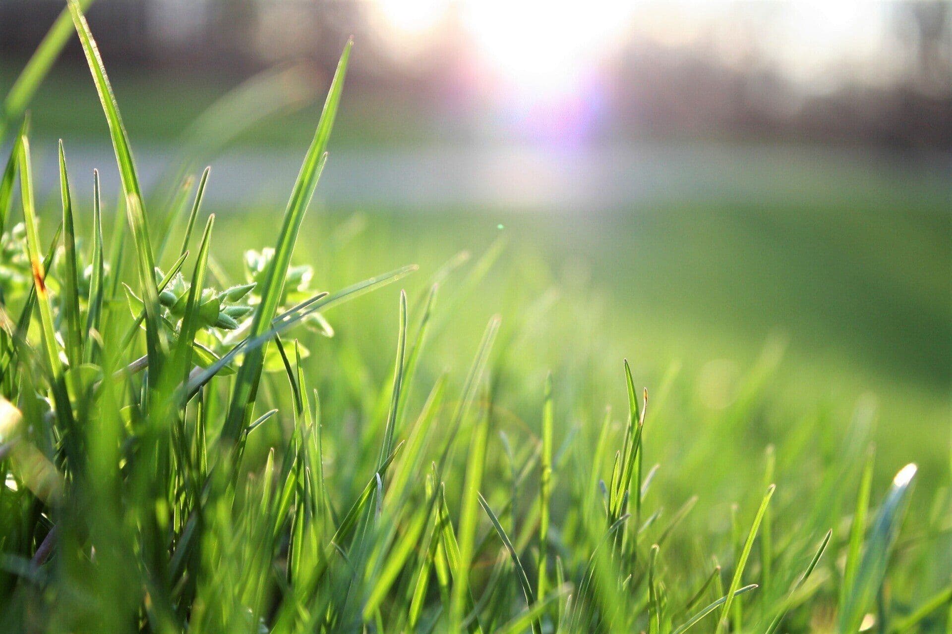Lawn Care & Mowing