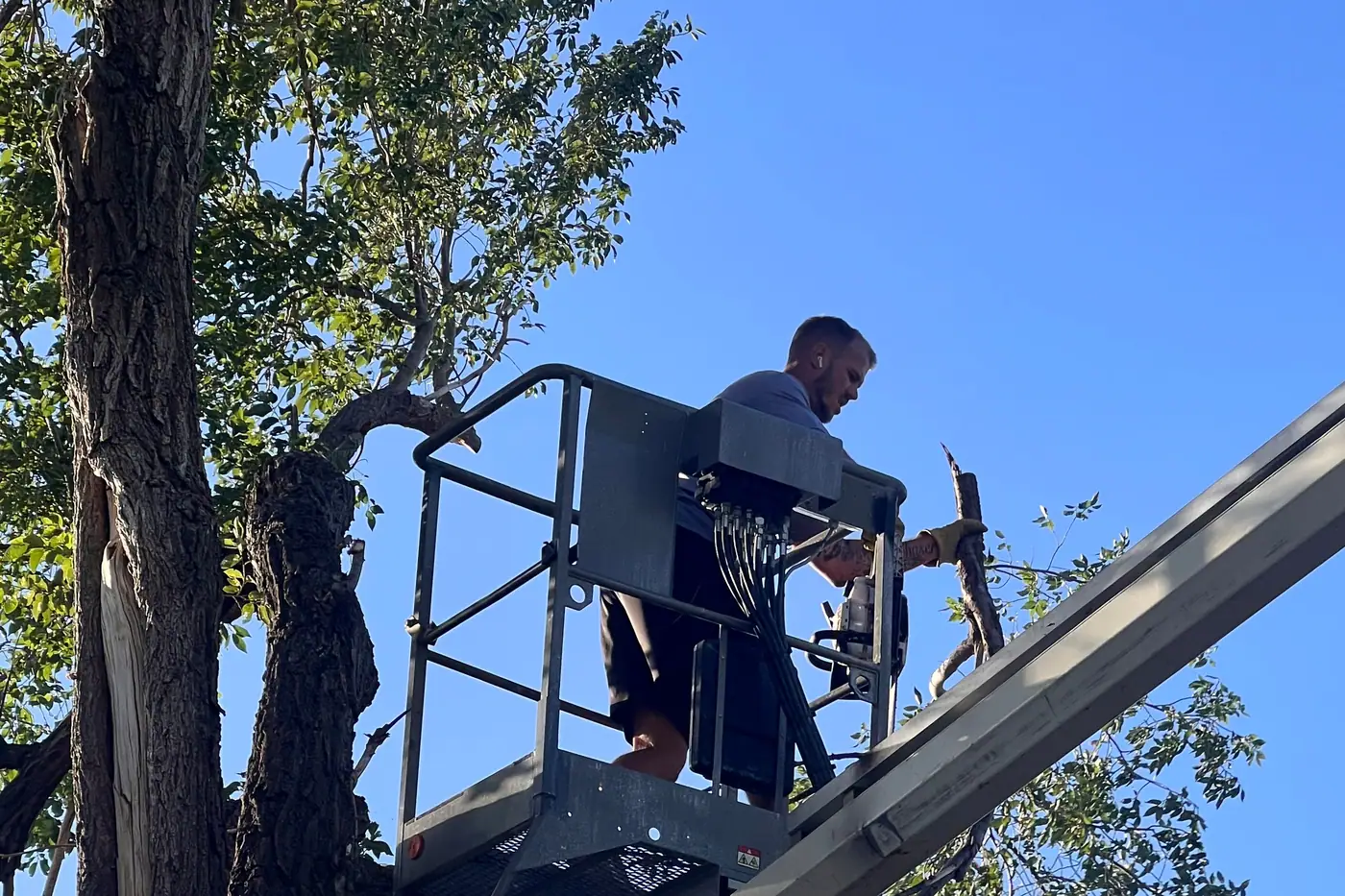 An OTC crew member in a lift basket among tree branches